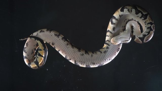 Footage of small ball royal phyton, camera rushed down