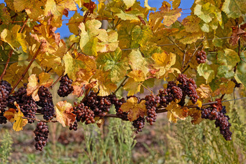 Bunches of grapes on the vine stocks in Alscae vineyards