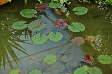 Ninfee con riflessi