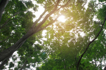 Sun rays shining through trees ,nature background