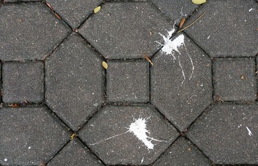 Obraz premium A shit birds on the walk way in the park. 