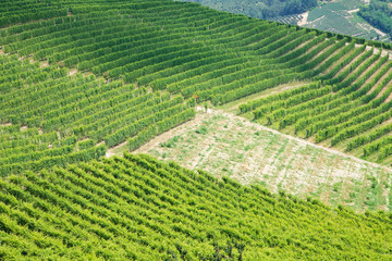 Fototapeta na wymiar langhe viticoltura vigneto-giardino