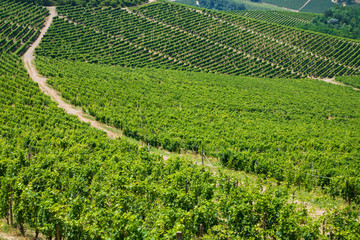 langhe viticoltura vigneto-giardino