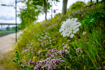 Close-up view of colourful wild flowers and long grasses seen growing on a grassy bank adjacent to a city public footpath.