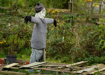 A scarecrow stands arms outstretched in the hope it will deter birds from raiding an allotment