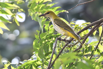 Golden Green Oriole (Oriolus flavocinctus) perching on Neem tree and looking for the fruits of Neem sighted during a safari trip at Panna National Park, Madhya pradesh, India, Asia