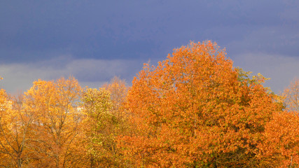 Fototapeta premium Herbstliche Impressionen