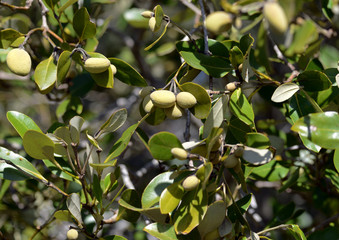 Black mangrove fruit, avicennia germinans branches