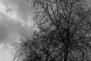 dark large gray clouds and black birch tree silhouette, bw photo.