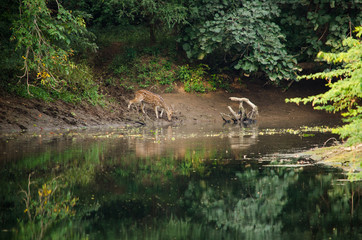 Deer in Ranthambore National Park, India