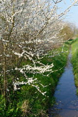 blühender Weißdorn