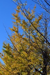 Obraz premium 青空を背景にして、黄葉したイチョウの樹の並木を撮影した写真