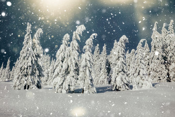 Fototapeta na wymiar Scenic winter landscape with snowy fir trees