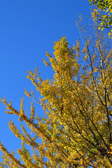 Fototapeta premium 青空を背景にして、黄葉したイチョウの樹の並木を撮影した写真