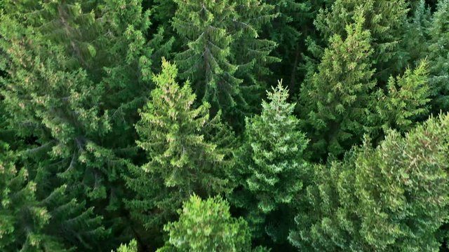 Feld, Wald und Wiesen - Kameraflug