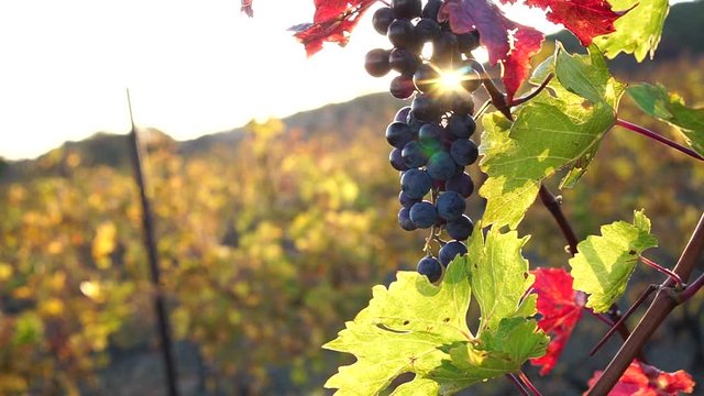 Branch of grape ready for harvest. Sunset rays and lens flare. Picturesque of vineyard in autumn. Red grapes hanging in vineyard. Harvesting season