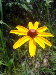 Brown Eyed Susan