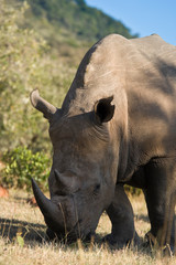 Obraz premium White Rhinceros in the Maasai Mara