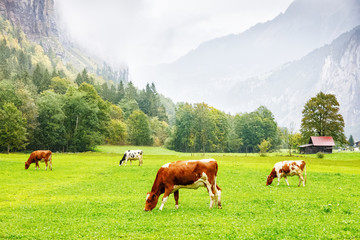 Fototapeta na wymiar Traditional Swiss cow grazing green grass on meadow pasture in valley of Lauterbrunnen Alpine village. Livestock on pasture. Bio dairy production in Switzerland. Traditional Swiss rural scenery.