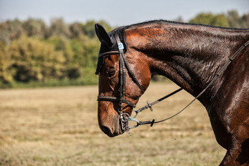 Portrait of sporting horse