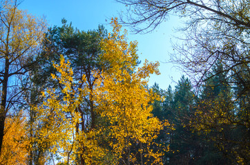 Branches of the autumn forest on a clear blue sky