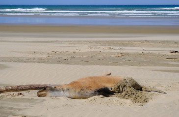Fototapeta na wymiar New Zealand female sea lion sleeping, Catlins, Southland, New Zealand
