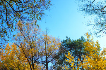Branches of the autumn forest on a clear blue sky