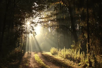 Foto op Plexiglas The rising sun falls into the autumn forest in foggy weather © Aniszewski