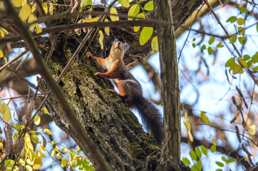 Close photo of a squirrel on a climbing tree
