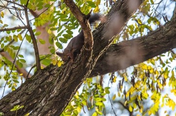 Squirrel crawling on an autumn tree in a pine forest