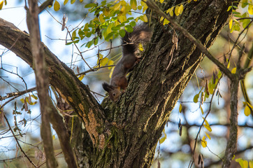 Fototapeta premium Squirrel crawling on an autumn tree in a pine forest