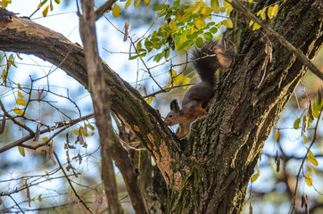 Squirrel crawling on an autumn tree in a pine forest