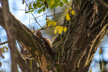 Squirrel itches on an autumn tree in a pine forest