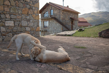 Two Labrador dogs play at home, bite, growl, attack each other.