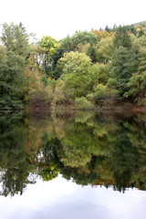 Thuringian Wodd mirroring in a Lake
