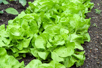 head of lettuce in earth, salad grows in garden