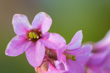 Beautiful mountain flowers. Lush mountain vegetation close up and fabulously beautiful flowers