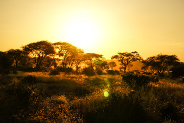 Puesta de sol africa tarangire national park