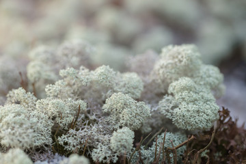 Beautiful mountain flowers. Lush mountain vegetation close up and fabulously beautiful flowers