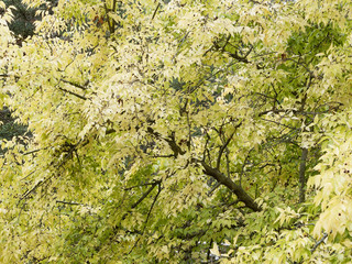 Micocoulier occidental ou micocoulier de Virginie (Celtis occidentalis)
