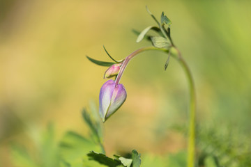 Beautiful mountain flowers. Lush mountain vegetation close up and fabulously beautiful flowers