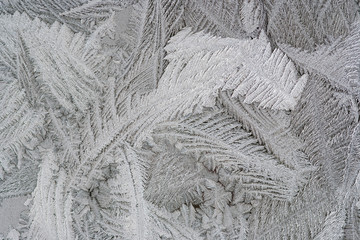 Frost flower on the window