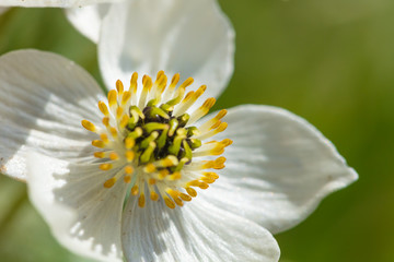 Beautiful mountain flowers. Lush mountain vegetation close up and fabulously beautiful flowers