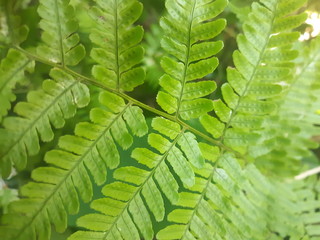 Fern Close-up