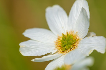 Beautiful mountain flowers. Lush mountain vegetation close up and fabulously beautiful flowers