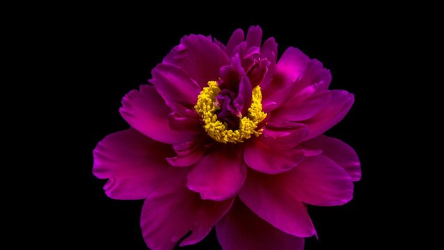 Pink Peony Flower Blooming. Black Background. Timelapse. 4K