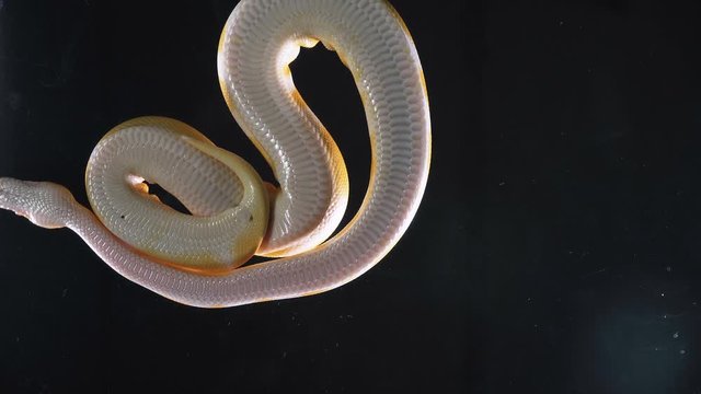 Footage albino ball phyton, camera rushed down