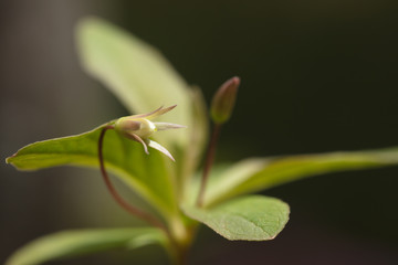 Beautiful mountain flowers. Lush mountain vegetation close up and fabulously beautiful flowers