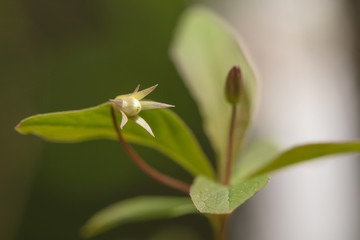 Beautiful mountain flowers. Lush mountain vegetation close up and fabulously beautiful flowers