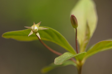 Beautiful mountain flowers. Lush mountain vegetation close up and fabulously beautiful flowers